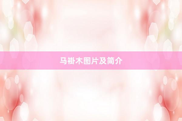 马褂木图片及简介